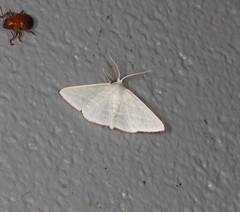 Oenochroma infantilis