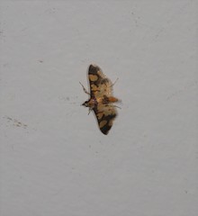 Orphanostigma angustale