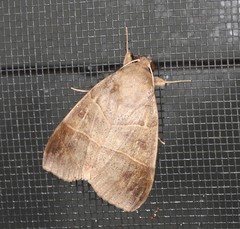 Ophiusa hituense