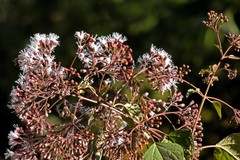 Kaunia saltensis