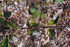 Kaunia saltensis