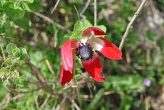 Anemone coronaria
