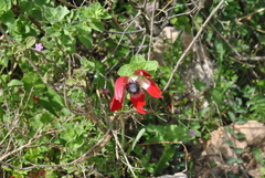 Anemone coronaria