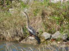 Anhinga anhinga leucogaster