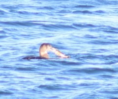 Leptocottus armatus