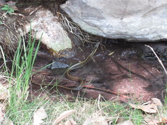 Thamnophis melanogaster