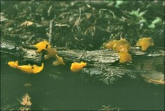 Heterotextus miltinus