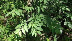 Solanum pseudocapsicum