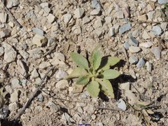 Verbascum rotundifolium