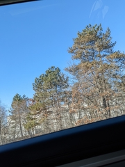 Pinus strobus