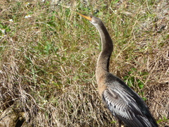 Anhinga anhinga leucogaster