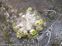Eudema nubigena