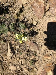 Erysimum franciscanum