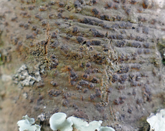 Bathelium carolinianum