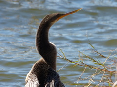 Anhinga anhinga leucogaster