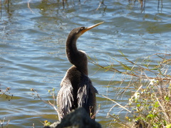 Anhinga anhinga leucogaster
