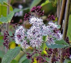 Kaunia saltensis