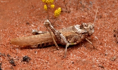 Macrolopholia