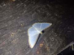 Leuciris