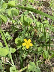 Oxalis pilosa