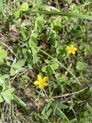 Oxalis pilosa