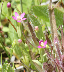 Zeltnera muehlenbergii
