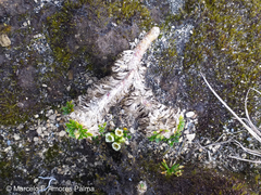 Eudema nubigena