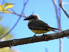 Tyrannus melancholicus