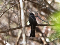 Trogon melanocephalus