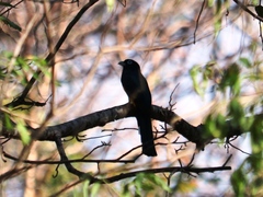 Trogon melanocephalus