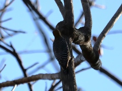 Melanerpes hoffmannii