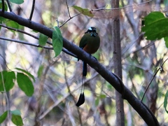 Eumomota superciliosa