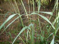 Elymus caninus