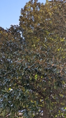 Magnolia grandiflora