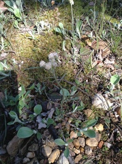 Antennaria plantaginifolia