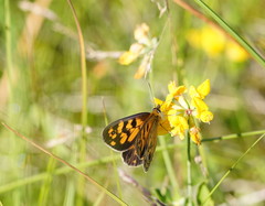 Heteronympha cordace