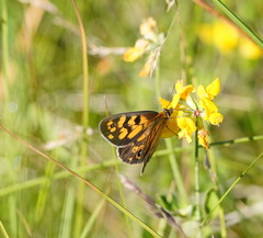 Heteronympha cordace