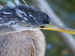 Anhinga anhinga leucogaster