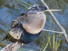 Anhinga anhinga leucogaster