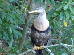 Anhinga anhinga leucogaster