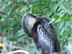 Anhinga anhinga leucogaster