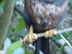 Anhinga anhinga leucogaster