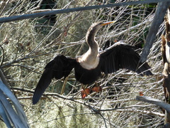 Anhinga anhinga leucogaster