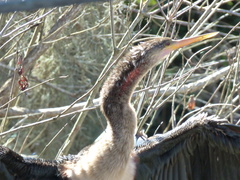 Anhinga anhinga leucogaster