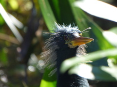 Anhinga anhinga leucogaster