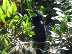 Anhinga anhinga leucogaster