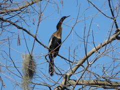 Anhinga anhinga leucogaster