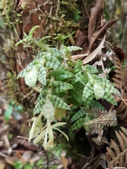 Epidendrum stanhopeanum