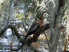 Anhinga anhinga leucogaster