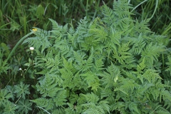 Chaerophyllum aureum